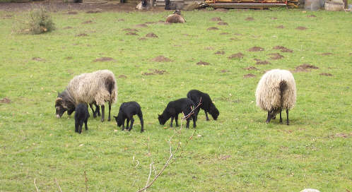 Es wird Frhling - Heidschnucken Nachwuchs in Oberhtte